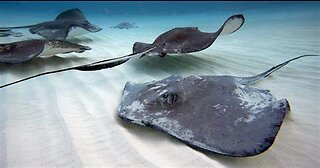 Stingray & all animals 🦫🐙🐫🦃🦏🦒 are more conscious 🧬 than 99% of Humans 😂. Humans🚶‍♂️are dumb ❌🧠 asf❗🤷