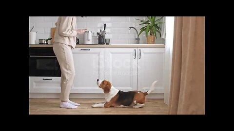 Puppy Learning and Performing Training Commands | Dog Showing All Training Skills