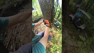 Helping grandpa fell a 70 year old tree