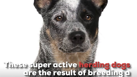 Australian Cattle Dog Breed Info