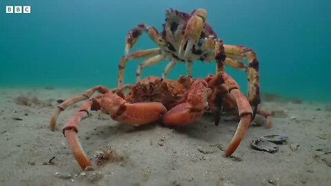 Secrets of the Sea: The Incredible World of Crab Armies and Spy Robots