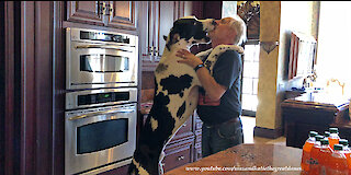 This considerate Great Dane helps his owners delivery the groceries