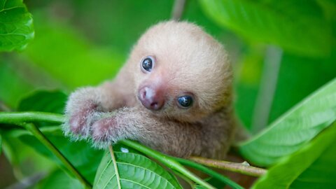 Baby Sloths Doing Baby Sloth Things