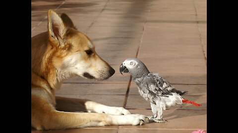 George, the African gray parrot playing with the cute dog