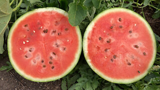 How To Determine When A Watermelon Is Ripe Part 2