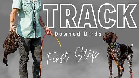 Teach Your Dog To Track Downed Game - Natural Ability Test Training