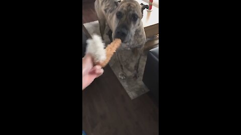 Great Dane hides large stuffed animal inside his mouth