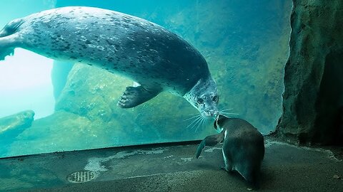 Penguins go on adventure and greet their seal and otter neighbours in Oregon zoo