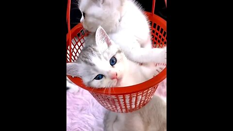 So Cute kittens , i love them ❤❤❤❤