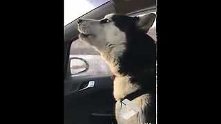 Husky sings while on the road