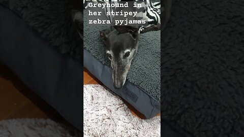 Greyhound striped zebra pyjamas