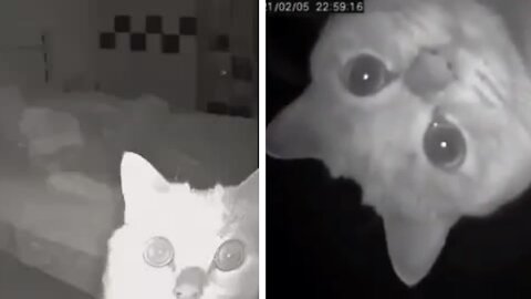 Cat funny reaction caught on camera when owner has been sleeping behind