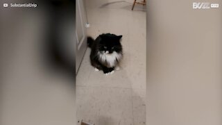 Un match de boxe entre chat et tondeuse à cheveux