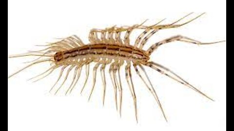 House Centipede Crawling with it's Lots of Legs