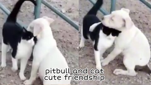 pitbull and cat cute friendship