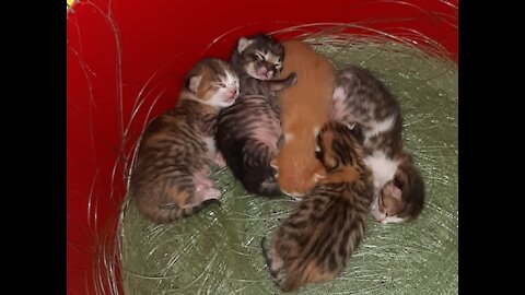 Rula's Kitten Part 3 - newborn