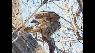 Great Horned Owl adult 04-03-21
