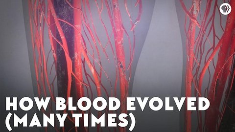 How Blood Evolved (Many Times)