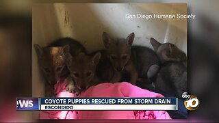 Coyote puppies rescued from storm drain