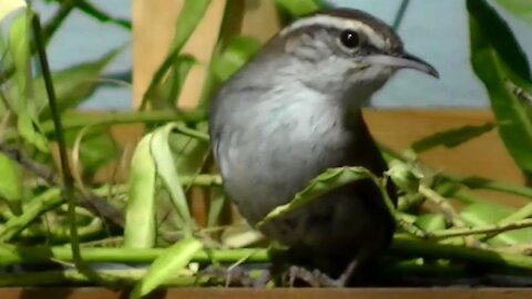 IECV NV #85 - 👀 The Bewick's Wrens In And Out Of The Filbert Tree 3-23-2015