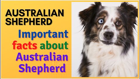 Australian Shepherd - Important facts about Australian Shepherd