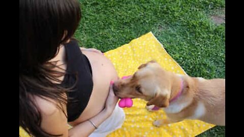 Labrador dimostra tutto il suo amore per il nascituro