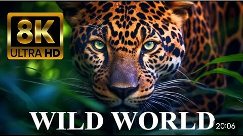 WILD WORLD 8K ULTRA HD: Animals in Nature