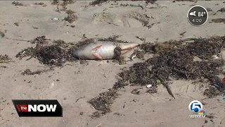 Beaches in Indian River County remain closed due to red tide