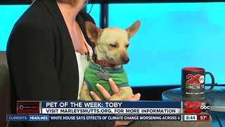 Meet 23ABC's Pet of the Week, Toby