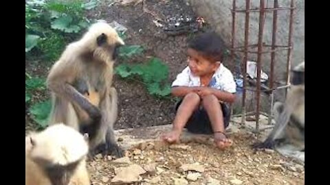 Child Play with flock of langurs