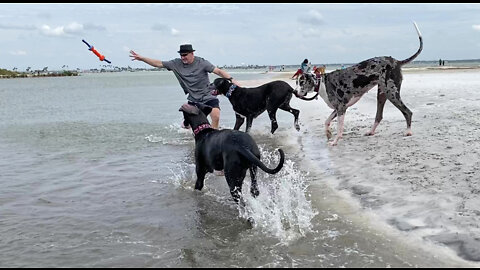 Happy Great Danes Love Chasing Toys & Playing Tug Of War At The Beach