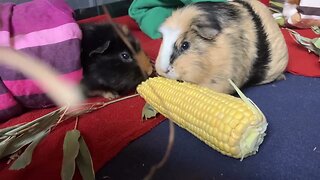 My Guinea pigs eating a rare treat