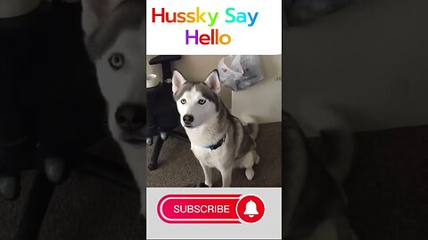 Siberian husky say hello ❤️🐶🐕🔥 | husky Speak #ytshorts #shorts #husky