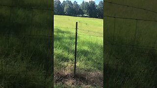 Our chickens free range and are hiding in the tall grass.