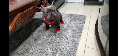 Frenchie trying to walk in new boots