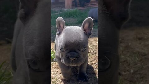 #frenchbulldogpuppiesforsale #frenchbulldog #frenchbulldogpuppies #frenchbulldogpuppy