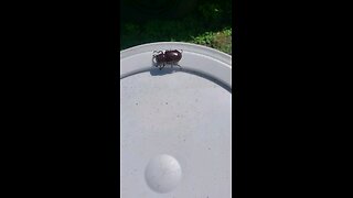 Big ass beetle I found