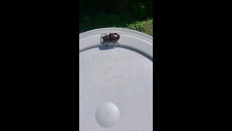 Big ass beetle I found