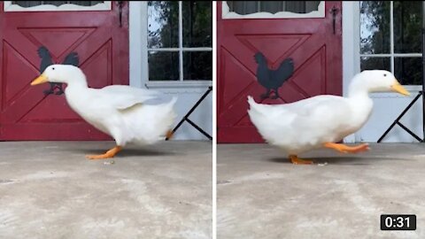Duck adorably runs back and forth in front of the camera