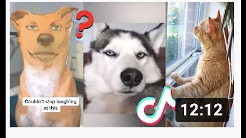 Try not to laugh 😹 tiktok animals