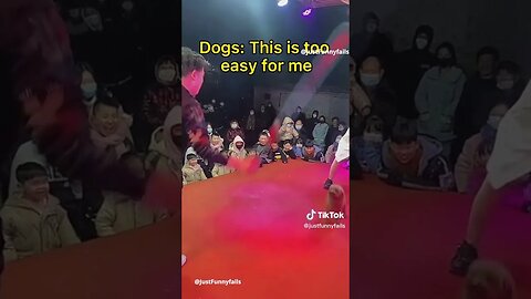 Funny Dog Tiktok Videos You Can't Miss!