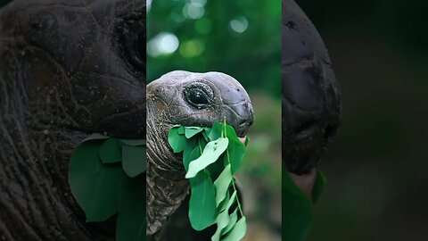 These GIANT Turtles Can Live Up To 200 YEARS 😱 #Shorts