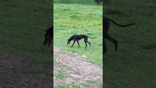 Disabled greyhound goes for a run