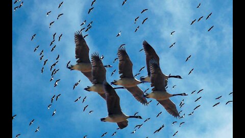 Migratory birds #seagulls