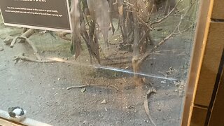 Small birds in Ueno Park Zoo