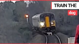Hilarious video shows the moment a train is led into a station - by a dog on the tracks