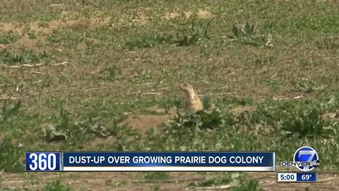 Dust up in Fort Collins over prairie dog colony in wetlands area
