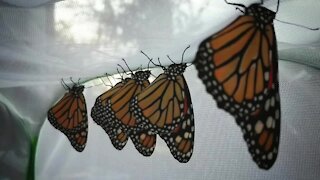 Madison Heights woman turns her backyard into a butterfly haven
