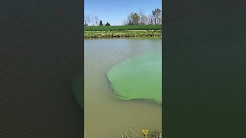 Algae Bloom Takeover: Battling the Green Invasion in My Pond