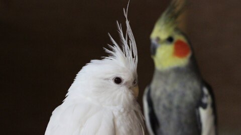 Hungry little white cockatiel is making funny sounds and is dancing for getting food.